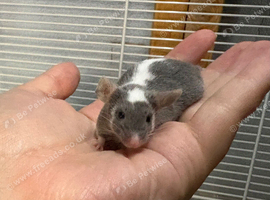 Really friendly male fancy mouse with full set up