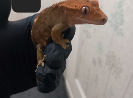 crested geckos