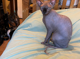 Sphynx female, neutered, for experienced Sphynx owner only