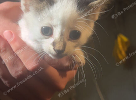Mixed kittens