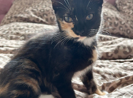 female 10 weeks kitten
