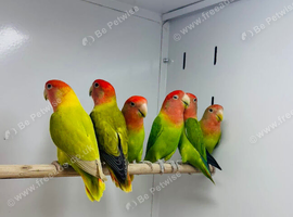 Love birds