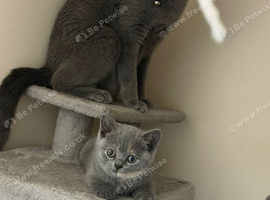 British shorthair