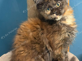 Stunning TICA Registered Maine Coon Kittens