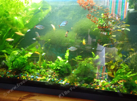 Tropical fish tank