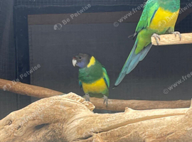 ADULT PAIR OF PORT LINCOLNS.