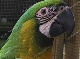 Miligold Macaw