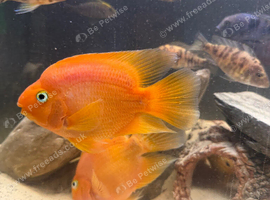 M/f blood parrot fish
