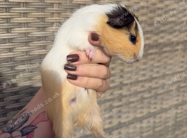 Baby guinea pigs for sale
