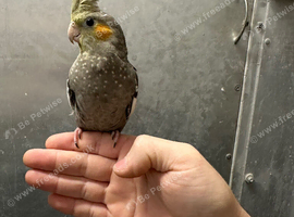 Hand raised baby cockatiels available