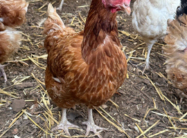 Chickens for sale
