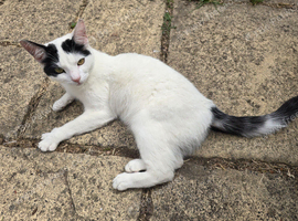 Beautiful young neutered male cat
