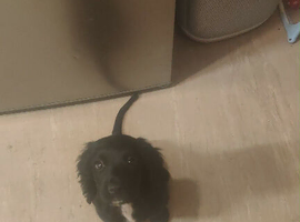 Rehome