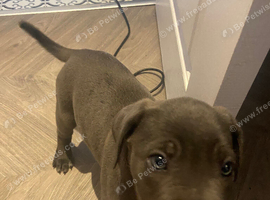 3 gorgeous cane corso girls available
