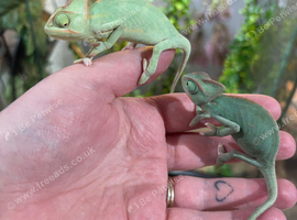 Male CB26 Yemen Chameleon Baby