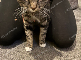 Free domestic cat