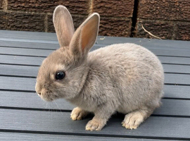 Smoky Pedigree Standard Rex Bunny
