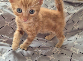 Beautiful Ginger Kittens Looking for Loving Homes