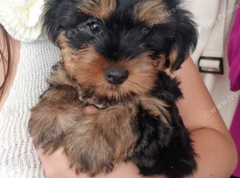 3 Beautiful boys available