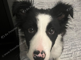 Border Collie male - 4 months