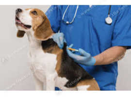 Microchipping services