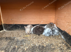 Beautiful French lops