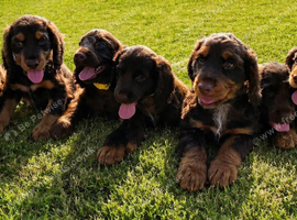 Stunning litter of Chocolate and Tan Cocker Spaniels