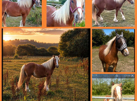 Traditional cob filly