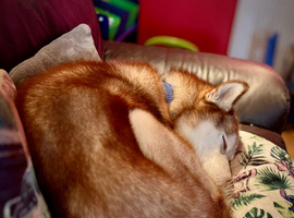 Huskamute