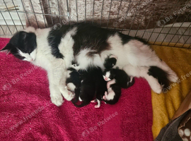 Kittens