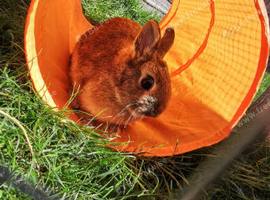 Beautiful Netherland dwarf bunnies