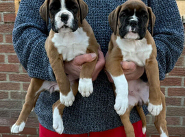 FIVE STAR BREEDER of lovey boxer puppies