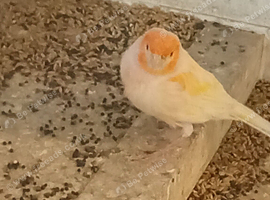 Canaries Mixture
