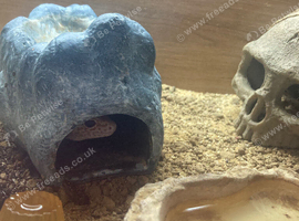 Gecko for sale