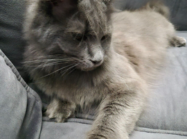 Blue maine coon female