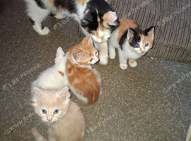 4 beautiful kitten baby's ready for there loving homes