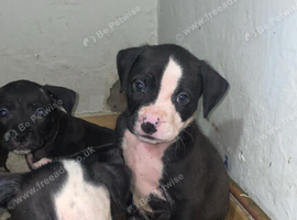 3 month old puppy for sale