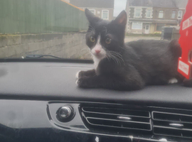 1 yr old cat for sale