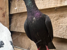 North London Pigeon for sale