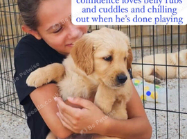 Chunky kc registered golden retriever pups