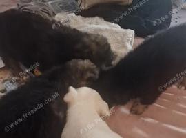 4 Jack Chi puppies for sale