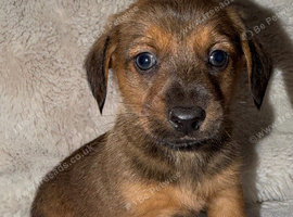 Dameranian puppies for sale