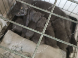 Stunning British shorthair