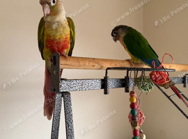 Beautiful Male & Female Conure Parrots for Sale - &pound;500 ONO