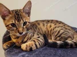Two siblings Bengal and a Savannah