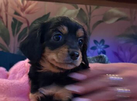 3 chaweenie pups