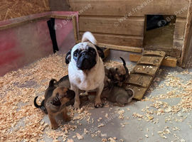 Dachshund x pug