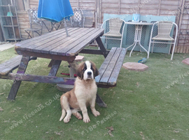 Fab looking Saint bernard girl 10 weeks
