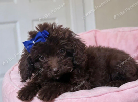 Cockapoo female