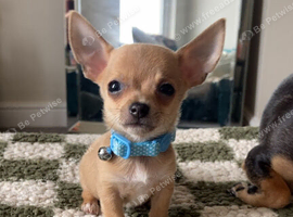 Boy chihuahua